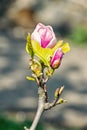 Magnolia flower twig with purple blossom Royalty Free Stock Photo