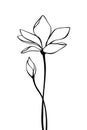 Magnolia flower. Vector black and white line art illustration. Royalty Free Stock Photo