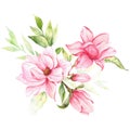 Magnolia Flower Watercolor Illustration, Magnolia Bouquet, Pink Magnolia Branch, Watercolor Floral Illustration isolated on white Royalty Free Stock Photo