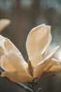 magnolia flowering. large magnolia flowers bloomed in the garden