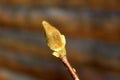 Magnolia flowering plant branch with single hairy flower bud planted in local garden with wooden boards in background