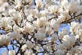 Magnolia Flowers