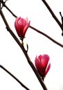 Magnolia flowers Royalty Free Stock Photo