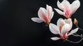 Magnolia flowers against a dark background in their natural setting. Royalty Free Stock Photo