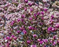 Magnolia flowers background Royalty Free Stock Photo