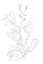 Magnolia flowers bloom blossom tree branch. Line art isolated black white drawing. Botanical vector design element. Royalty Free Stock Photo