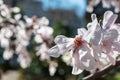 Magnolia flowers blooming in early Spring Royalty Free Stock Photo