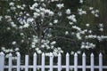 White magnolia flower inside white railing. Royalty Free Stock Photo