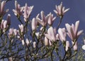 Magnolia flowers in blossom on the blue sky background Royalty Free Stock Photo