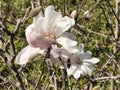 Magnolia Flowers on Tree with Bee Royalty Free Stock Photo