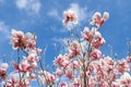 Magnolia flowers on blue sky background with copy space for text. Pink magnolia flowers on blue sky background.