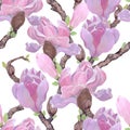 Magnolia - flowers and buds on a white background. Seamless pattern. The branches are blooming. Royalty Free Stock Photo