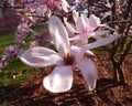 Magnolia flowers in city park