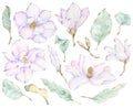 Magnolia flowers clip art. Watercolor spring floral elements botanical collection. Elegant magnolia flowers and leaves