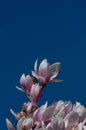 Magnolia flowers with copy space