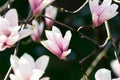Magnolia flowers on dark background Royalty Free Stock Photo