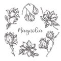 Magnolia flowers drawing Ink hand drawn set Floral sketch Vector illustation with flower isolated on white Royalty Free Stock Photo