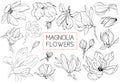 Magnolia flowers drawing and sketch with line-art on white backgrounds. Royalty Free Stock Photo