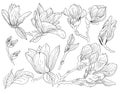 Magnolia flowers drawing and sketch with line-art on white backgrounds Royalty Free Stock Photo