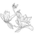 Magnolia flowers drawing and sketch with line-art on white backgrounds