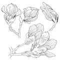 Magnolia flowers drawing and sketch with line-art on white backgrounds Royalty Free Stock Photo