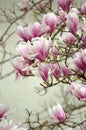 Magnolia flowers at the end of the branches Royalty Free Stock Photo