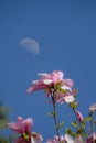 Magnolia flowers with half moon blue sky Royalty Free Stock Photo