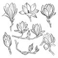 Magnolia flowers. Hand drawn spring blossoming plant elements isolated on white background. Vector illustration. Royalty Free Stock Photo