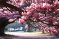 Magnolia flowers by the majestic tree, spring session photos