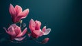 Magnolia flowers naturally showcased against a dark background. Royalty Free Stock Photo