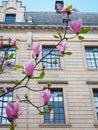 Magnolia flowers in the park beside the city streets