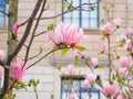 Magnolia flowers in the park beside the city streets