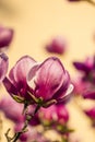 Magnolia flowers