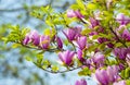Magnolia pink flowering tree flowers.Flowering Magnolia Tulip Tree Royalty Free Stock Photo