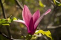 Magnolia flowers, purple to mauve and cream flowers, Magnoliaceae