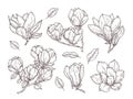 Magnolia flowers sketch. Drawing botanical spring bunch flower. Isolated blossom plant and leaves. Hand drawn vintage Royalty Free Stock Photo