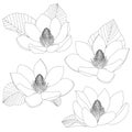 Magnolia flowers sketch set isolated on white background. Floral botany. Hand drawn botanical illustration in black and