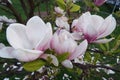 Magnolia flowers spring blooming in Prague Royalty Free Stock Photo