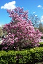 Magnolia flowers on a tree against the sky