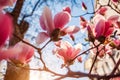 Magnolia flowers. Tree blooming with pink flowers in spring garden. Branch in blossom. April landscape in park Royalty Free Stock Photo