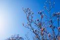 Magnolia flowers. Tree blooming with pink flowers in spring garden. Branch in blossom. April landscape in park Royalty Free Stock Photo