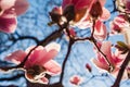 Magnolia flowers. Tree blooming with pink flowers in spring garden. Branch in blossom. April landscape in park Royalty Free Stock Photo