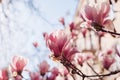 Magnolia flowers. Tree blooming with pink flowers in spring garden. Branch in blossom. April landscape in park Royalty Free Stock Photo