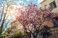 Magnolia flowers. Tree blooming with pink flowers in spring garden. Branch in blossom. April landscape in park Royalty Free Stock Photo