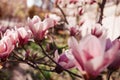 Magnolia flowers. Tree blooming with pink flowers in spring garden. Branch in blossom. April landscape in park Royalty Free Stock Photo