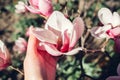 Magnolia flowers. Tree blooming with pink flowers in spring garden. Branch in blossom. Woman touches petals Royalty Free Stock Photo