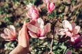 Magnolia flowers. Tree blooming with pink flowers in spring garden. Branch in blossom. Woman touches petals Royalty Free Stock Photo