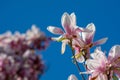 Magnolia Flowers tree with blue sky in the spring in Bucharest , Romania Royalty Free Stock Photo