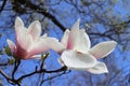 Magnolia flowers on a tree branch against a blue sky Royalty Free Stock Photo