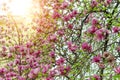 Magnolia flowers on the tree.